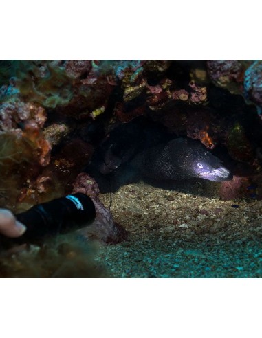 Šviestuvas OrcaTorch  "D580" (530 Lumens)