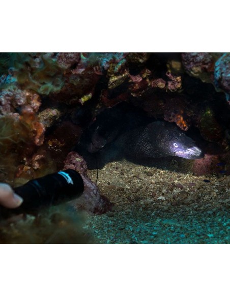 OrcaTorch "D580" Flashlight (530 Lumens)